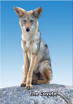 the coyote book cover image