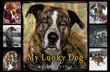 My Lucky Dog synopsis, comments