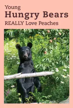 young hungry bears really love peaches book cover image