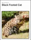 Black Footed Cat synopsis, comments