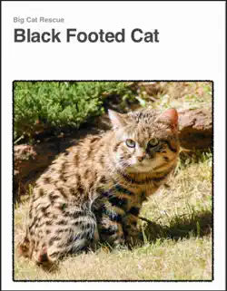 black footed cat book cover image