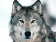 The Amazing Gray Wolf synopsis, comments