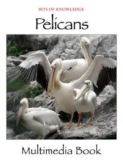 pelicans book cover image
