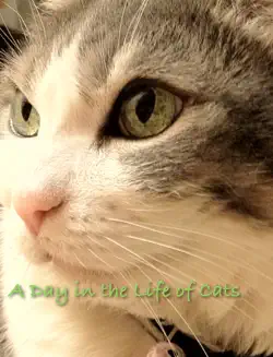 a day in the life of cats book cover image