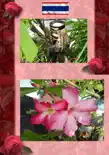 Thai Blumen und Pfanzen Photobuch von Heinz Duthel synopsis, comments