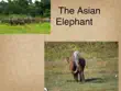 The Asian Elephant synopsis, comments