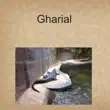 Gharial synopsis, comments