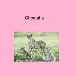 cheetahs book cover image