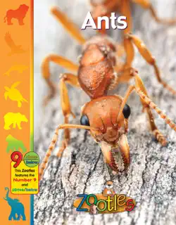 zootles ants book cover image