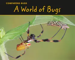 a world of bugs book cover image