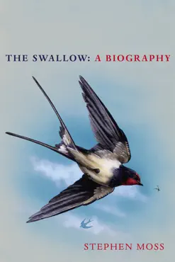 the swallow book cover image