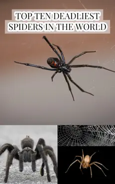 top ten deadliest spiders in the world book cover image