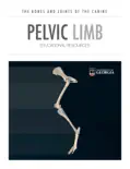 Pelvic Limb reviews