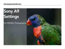Sony A9 Settings For Wildlife Photography