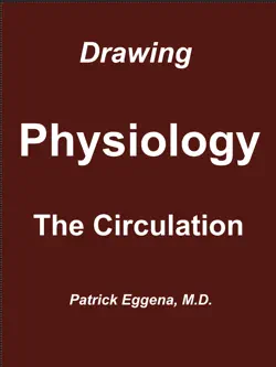 drawing physiology the circulation book cover image