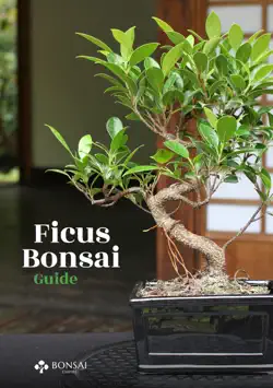 ficus bonsai guide book cover image