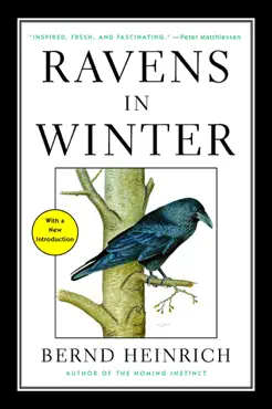 ravens in winter book cover image