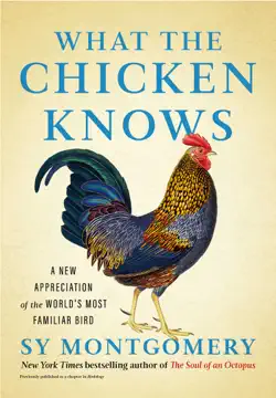 what the chicken knows book cover image