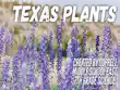 Texas Plants synopsis, comments