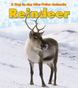 reindeer book cover image