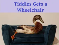 tiddles gets a wheelchair book cover image