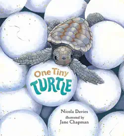 one tiny turtle book cover image