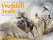 Weddell Seals synopsis, comments