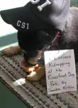 A Curious Kidnapping at the Riverfront Dog Park synopsis, comments