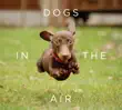 Dogs in the Air synopsis, comments