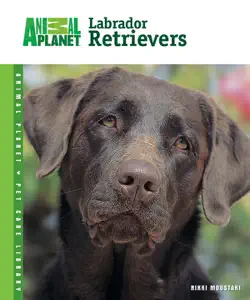 labrador retrievers book cover image