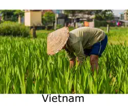 vietnam book cover image