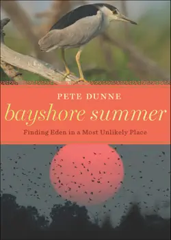bayshore summer book cover image