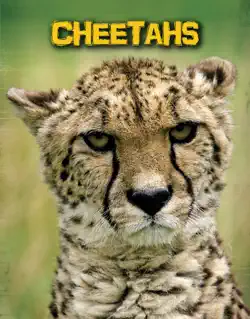 cheetahs book cover image