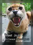 Meet JoJo reviews