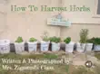 How To Harvest Herbs synopsis, comments