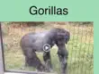 Gorillas synopsis, comments
