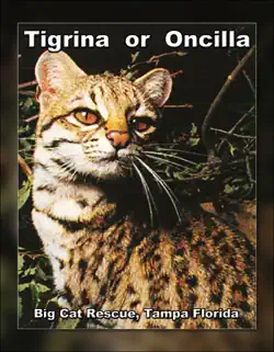 tigrina or oncilla book cover image