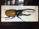 All About Hercules Beetles book summary, reviews and download