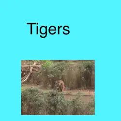 tigers book cover image