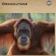 Orangutans synopsis, comments