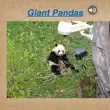 Giant Pandas synopsis, comments